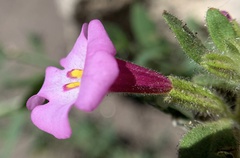 Diplacus torreyi