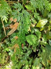 Coryptilum rutilella