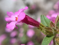 Diplacus torreyi