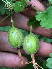 Ribes lobbii