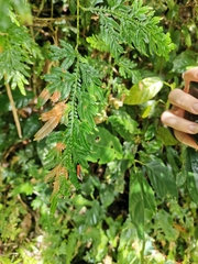 Coryptilum rutilella