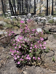 Diplacus torreyi