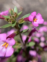 Diplacus torreyi