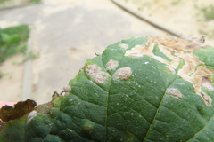 Podosphaera macularis