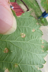 Podosphaera macularis