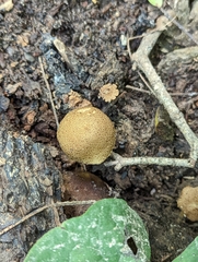 Cystoagaricus