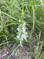 Stachys annua