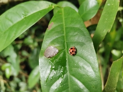 Coccinellini
