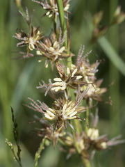 Juncus balticus ater