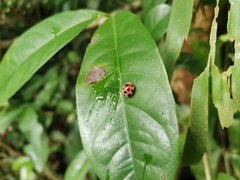 Coccinellini