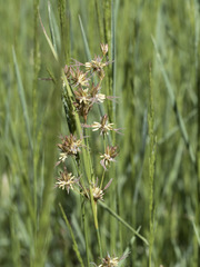 Juncus balticus ater