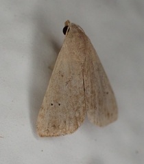 Rivula pusilla