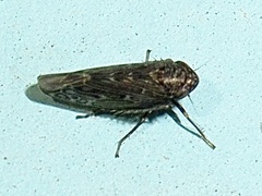 Scleroracus