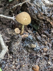 Cystoagaricus