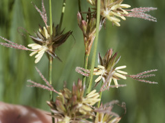 Juncus balticus ater