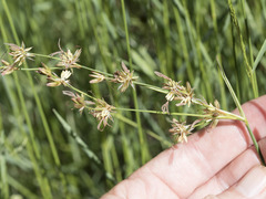 Juncus balticus ater