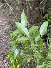Ilex pedunculosa