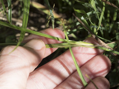 Juncus balticus ater