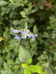 Clematis heracleifolia