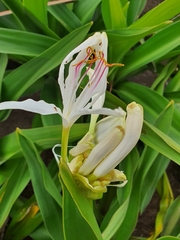 Crinum asiaticum