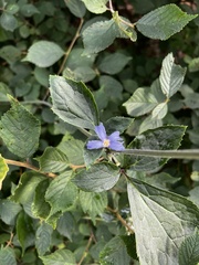 Clematis heracleifolia