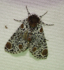 Harrisimemna trisignata