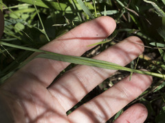 Juncus balticus ater