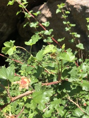 Rubus deliciosus
