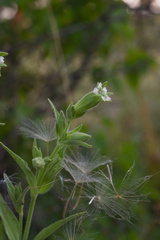 Silene spaldingii