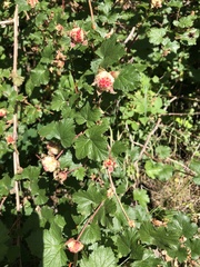 Rubus deliciosus