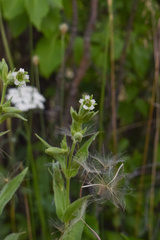 Silene spaldingii