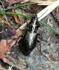 Pterostichus oblongopunctatus