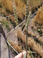 Triticum timopheevii