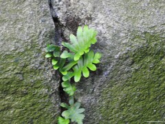 Polypodium cambricum