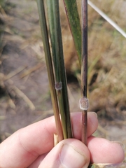 Triticum timopheevii