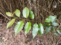 Ilex pedunculosa