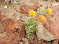 Erigeron chrysopsidis austiniae