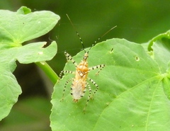Pselliopus latispina
