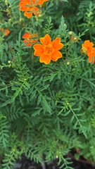Tagetes lunulata