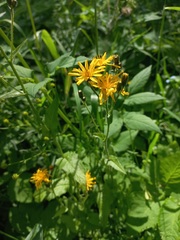 Crepis lyrata