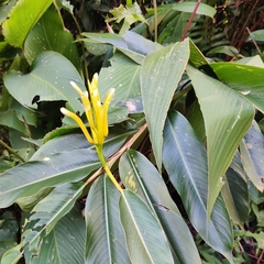 Heliconia longiflora