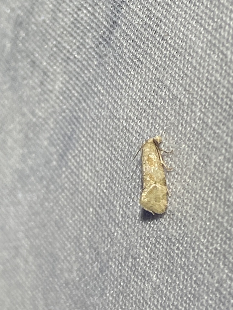 Phalonidia subolivacea