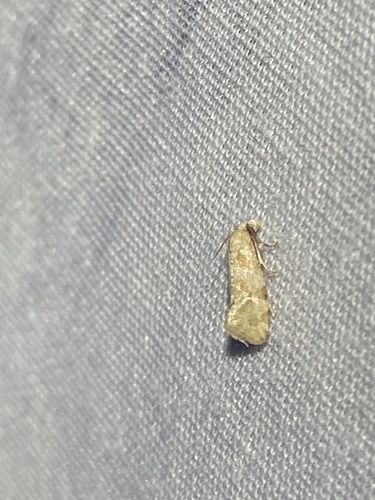 Phalonidia subolivacea