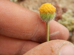 Erigeron chrysopsidis austiniae