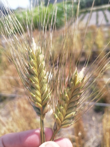 Timopheev's wheat (Triticum timopheevii)