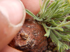 Erigeron chrysopsidis austiniae