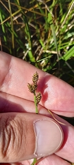 Carex lachenalii