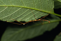Parapachymorpha spinigera