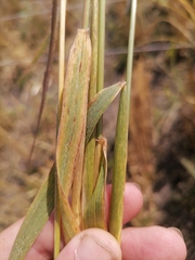 Triticum timopheevii
