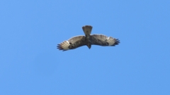 Buteo rufinus